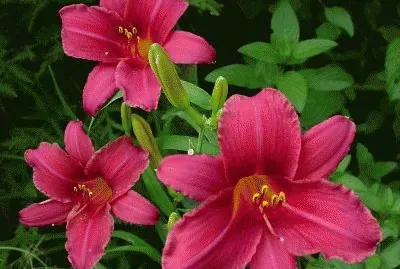 פאזל של hemerocallis