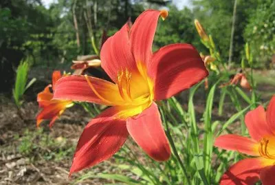 hemerocalle jigsaw puzzle