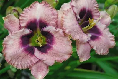 hemerocalle jigsaw puzzle