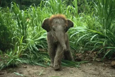 animaux: Ã©lÃ©phanteau