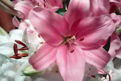 Azucena jigsaw puzzle