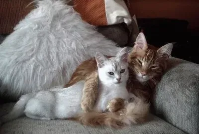 animaux: chats