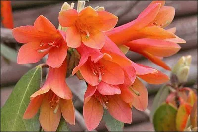 r cinnabarinum jigsaw puzzle