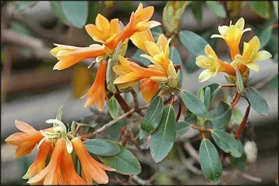 r cinnabarinum jigsaw puzzle