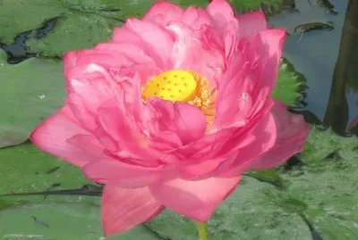 è·èŠ±