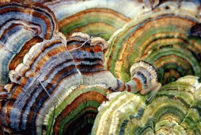 Fungus stripes