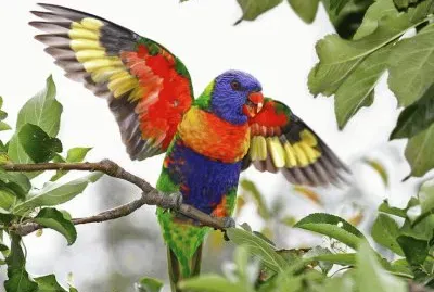 Rainbow Lorikeet Papua New Guinea jigsaw puzzle