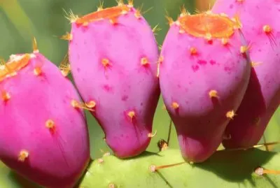 Prickly Pear Cactus