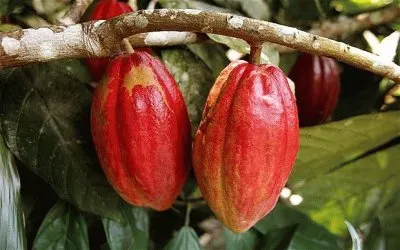 Cocoa Tree