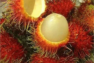 Rambutan