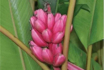 Pink Bananas