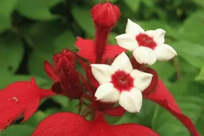 mussaenda jigsaw puzzle