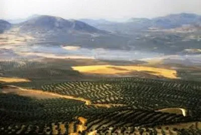 olivos