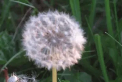 Dandelion