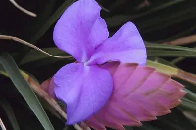 vriesea jigsaw puzzle