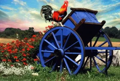 gallo