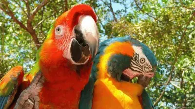 GUACAMAYOS jigsaw puzzle