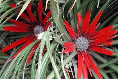פאזל של fascicularia