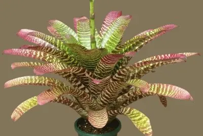 bromeliacÃ©e