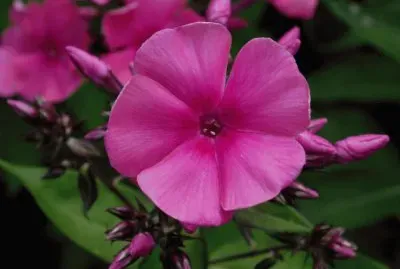 phlox jigsaw puzzle