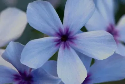 phlox