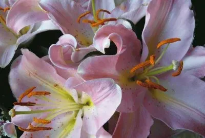 fleurs: lys
