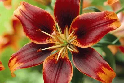 fleurs: lys