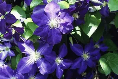 fleurs: clÃ©matites