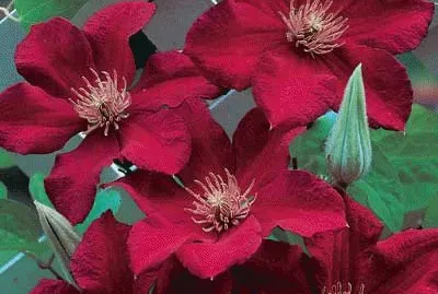 fleurs: clÃ©matites