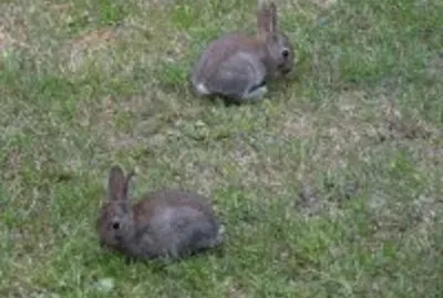 RÃ©crÃ©ation des lapereaux