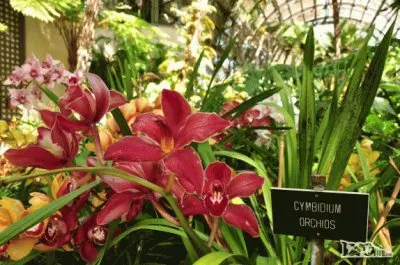 -belissimas-flores-no-jardim-botanico