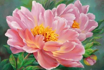 Pink Flowers