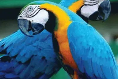 Blue and Gold Macaw Parrots  Costa Rica