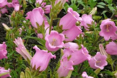 campanules jigsaw puzzle