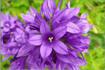 campanule
