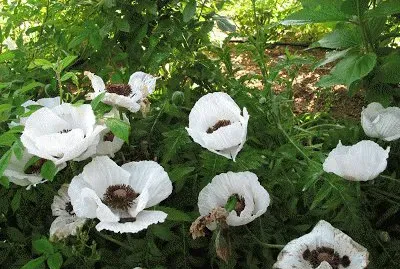 pavots d 'orient