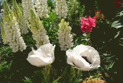 פאזל של pavots et lupins