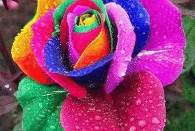 Colorful Flower