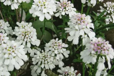 iberis
