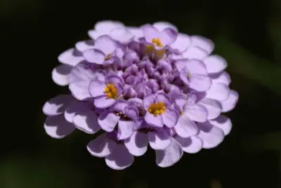iberis