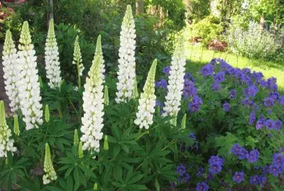 lupin
