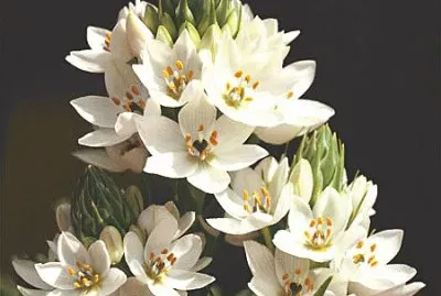 fleurs: ornithogalum