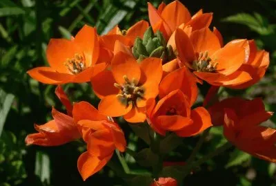 fleurs: ornithogalum