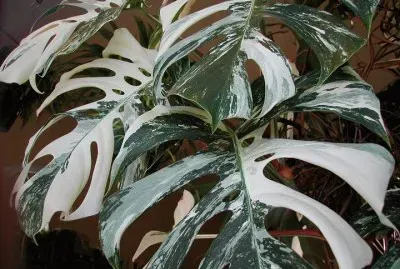 fleurs: philodendron