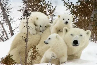 Mother and Cubs  Wapusk National Park  Manitoba