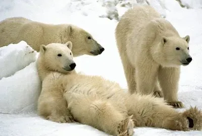 Polar Bears  Churchill  Manitoba  Canada