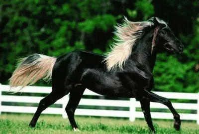cheval