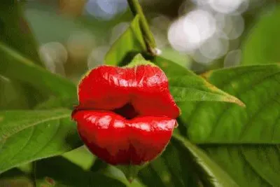 Psychoteria Elata also known as Hooker Lips