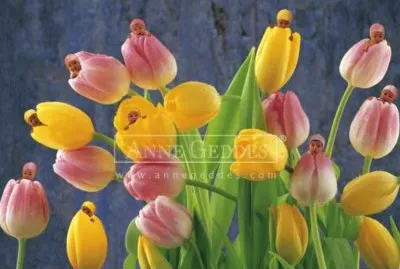 boccioli jigsaw puzzle