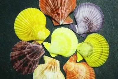Conchas jigsaw puzzle